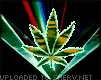 Cannabis Poutine Fries 200161587